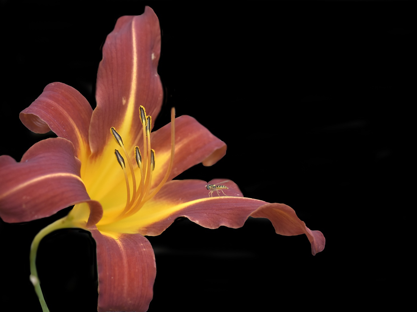 Оранжевый цветок лилии на черном фоне