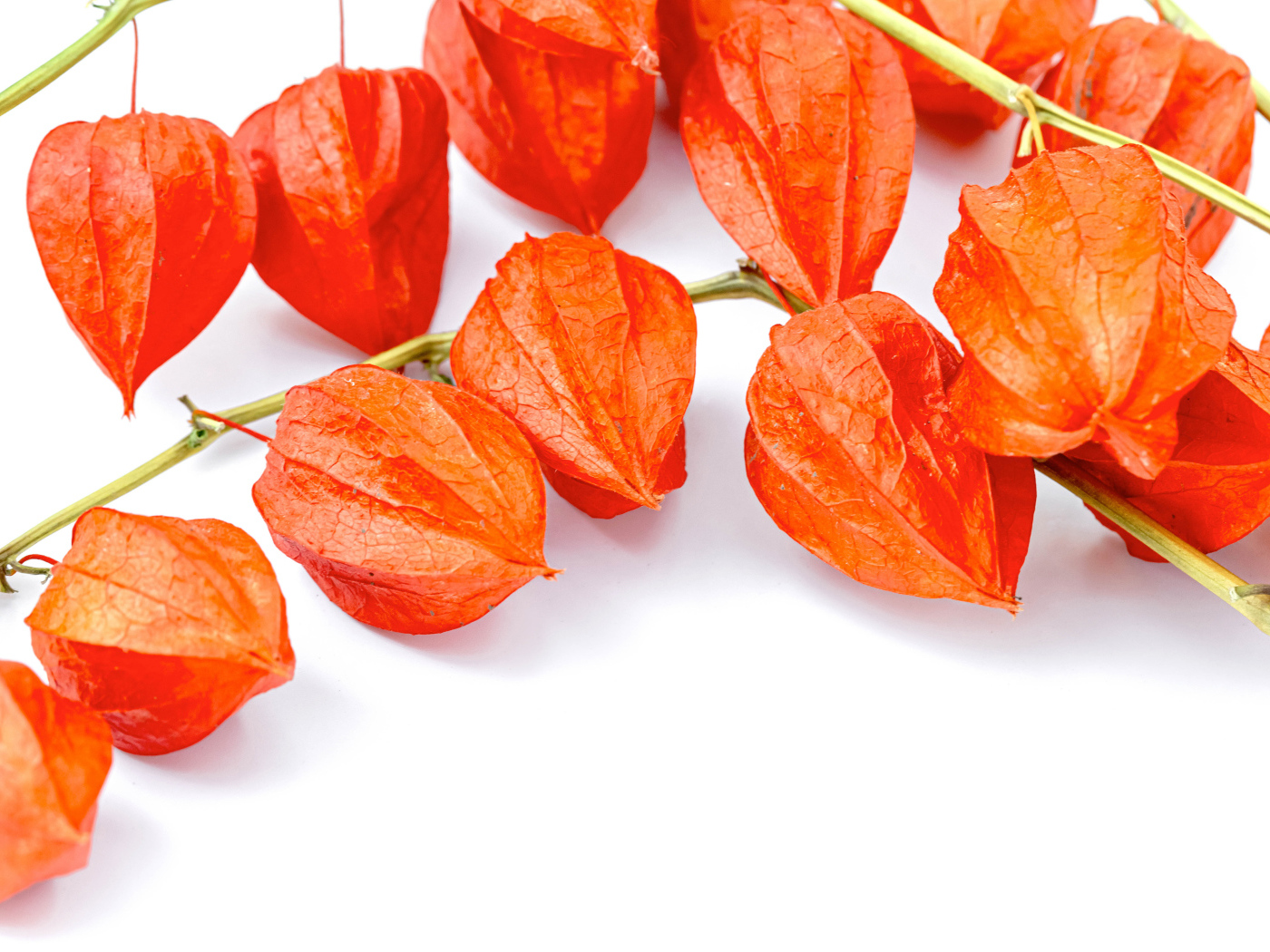 Оранжевые цветы физалиса на белом фоне 