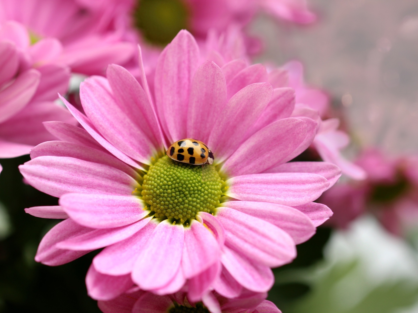 Розовый цветок хризантемы с божьей коровкой
