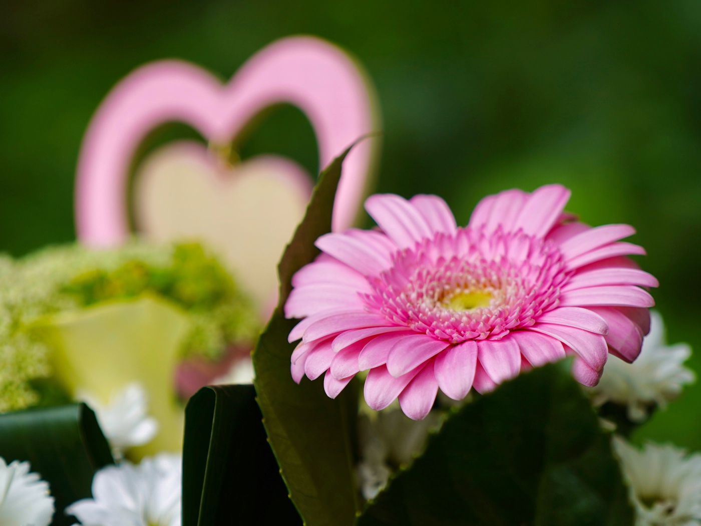 Розовый цветок герберы с зелеными листьями