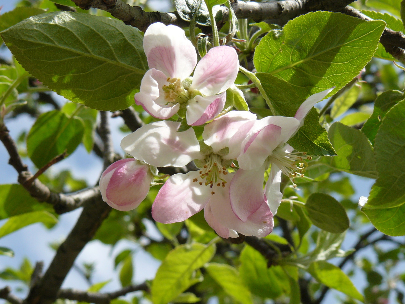 Розовые цветы яблони в зеленых листьях на дереве 