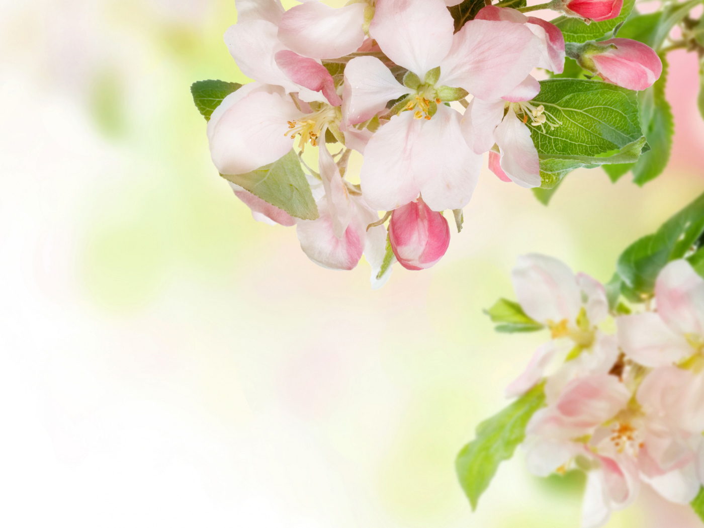 Розовые цветы яблони на ветках с зелеными листьями 