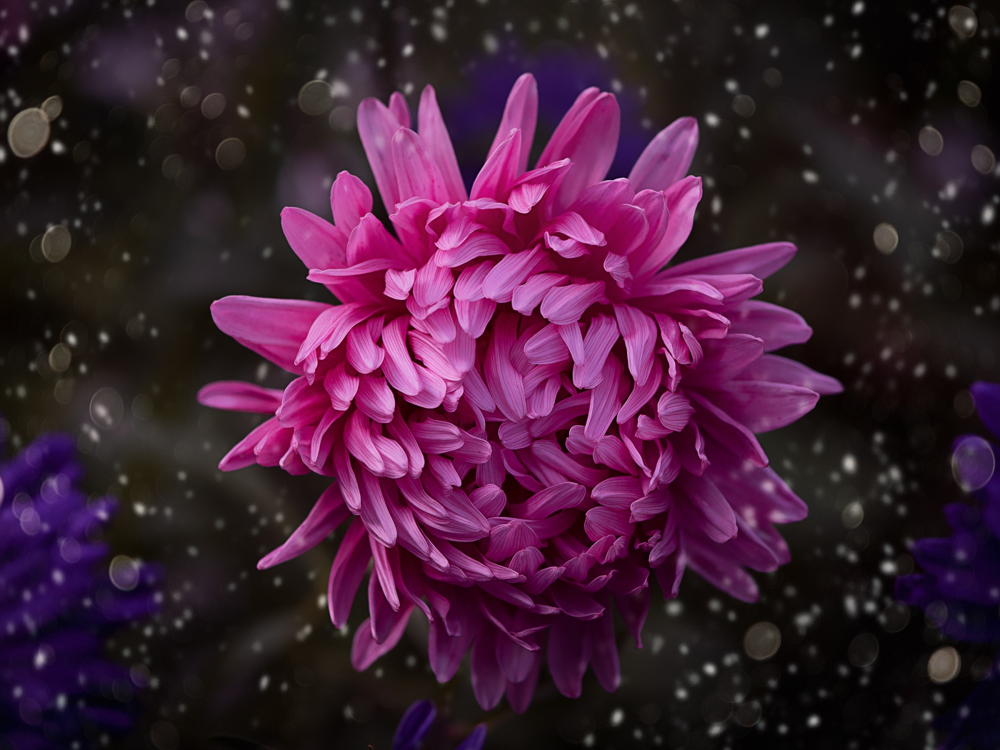 Розовый цветок астры крупным планом