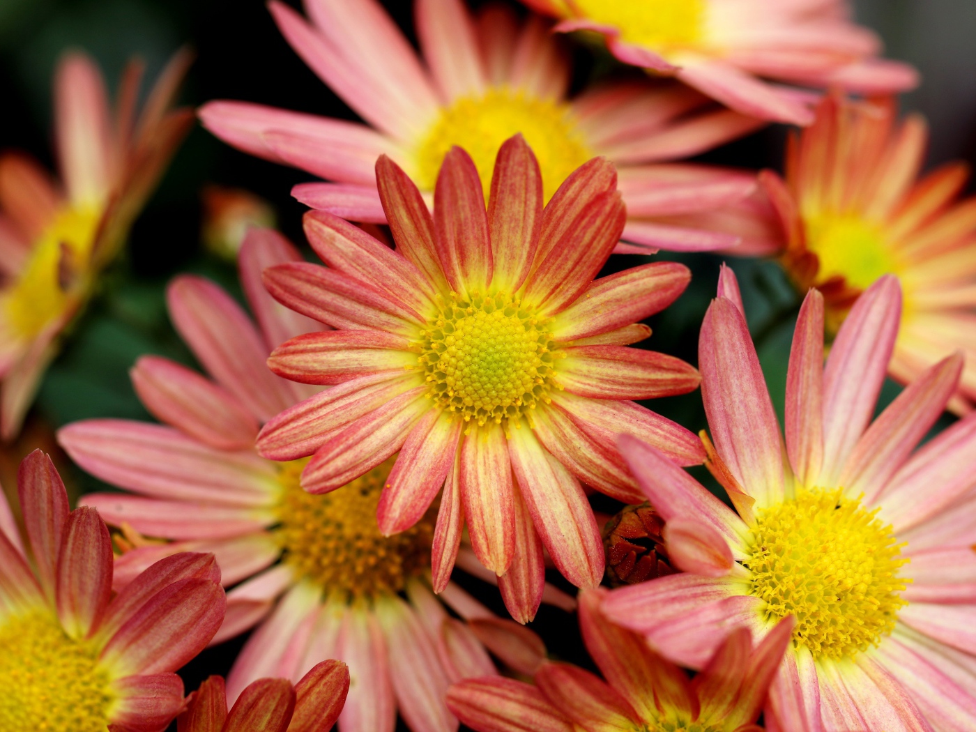 Розовые ромашковидные хризантемы крупным планом