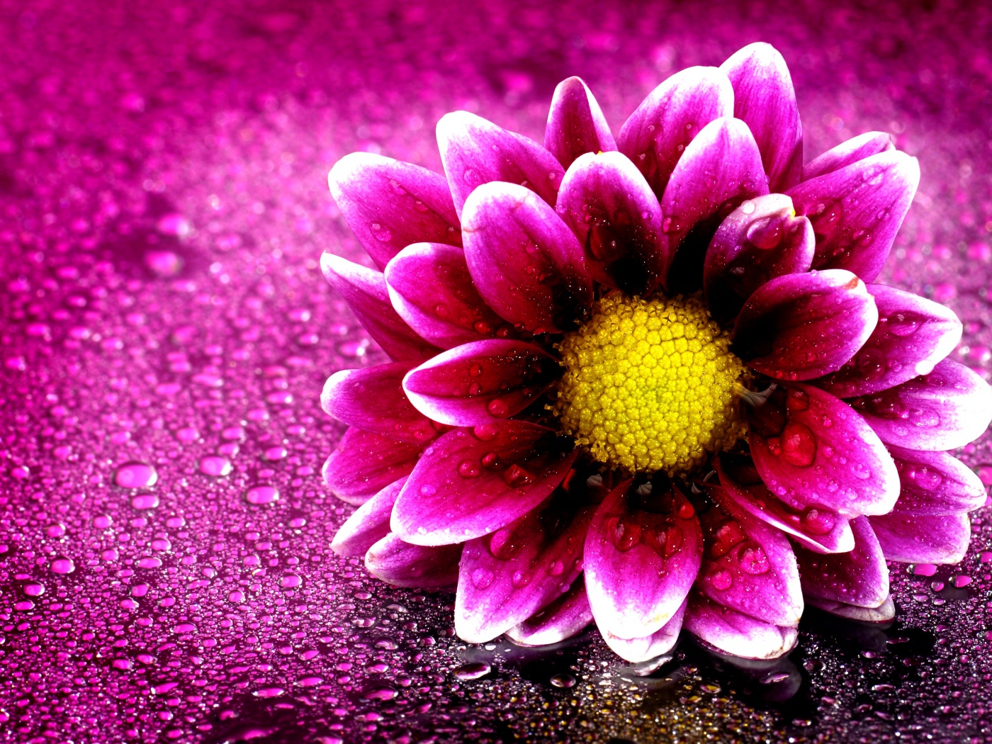 Розовый цветок хризантемы на розовом фоне