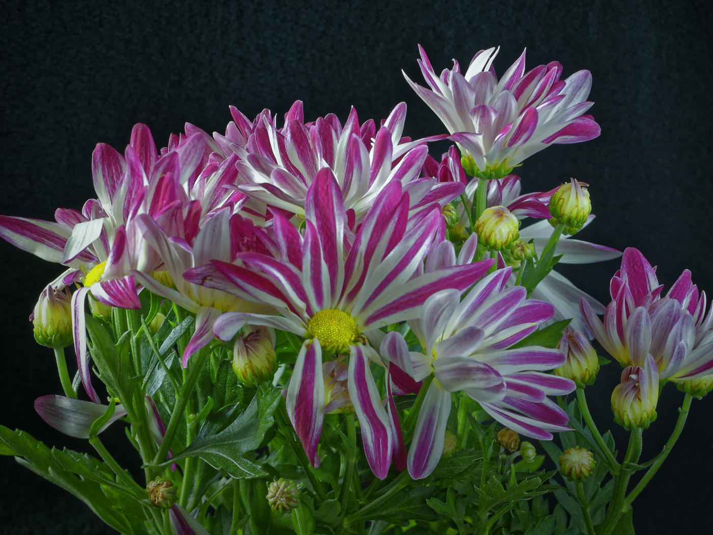 Розовые цветы хризантем с зелеными листьями на черном фоне