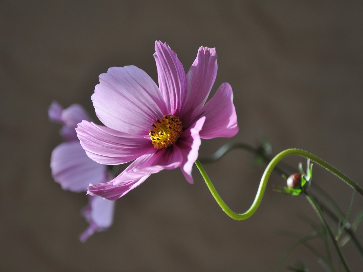 Розовый цветок космея в лучах солнца крупным планом