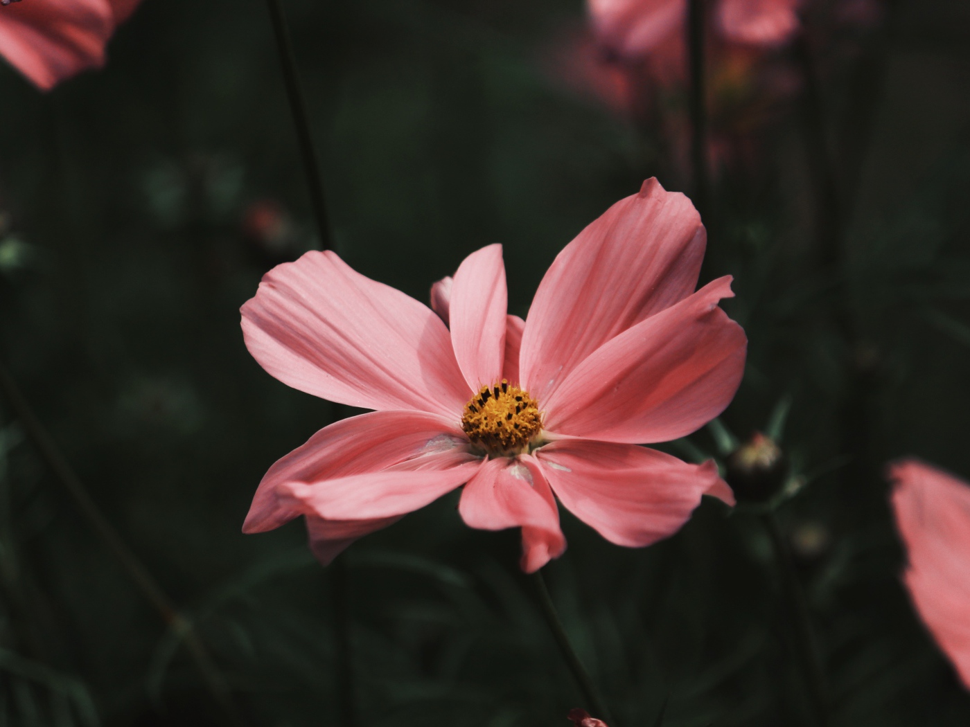 Розовый цветок космеи с бутонами крупным планом