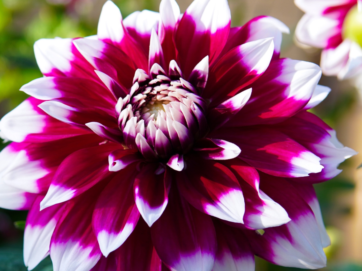 Розовая георгина с белыми лепестками крупным планом