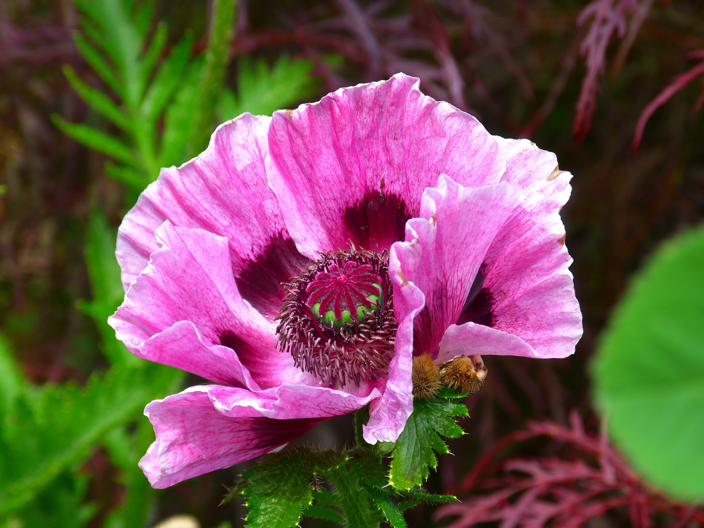 Розовый декоративный мак на клумбе