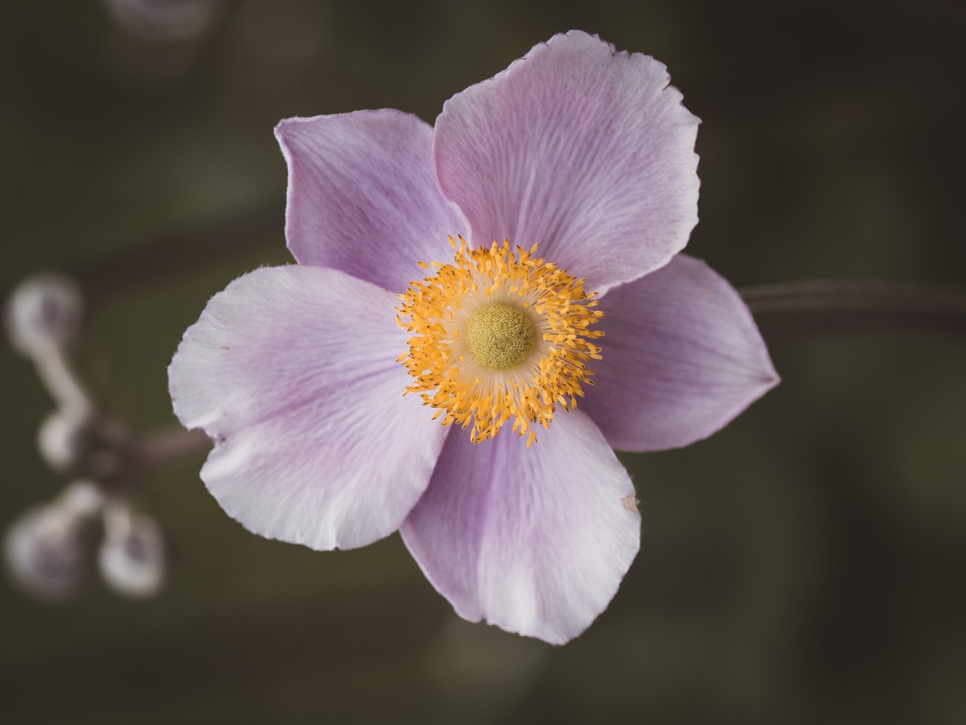 Розовый нежный цветок анемона крупным планом