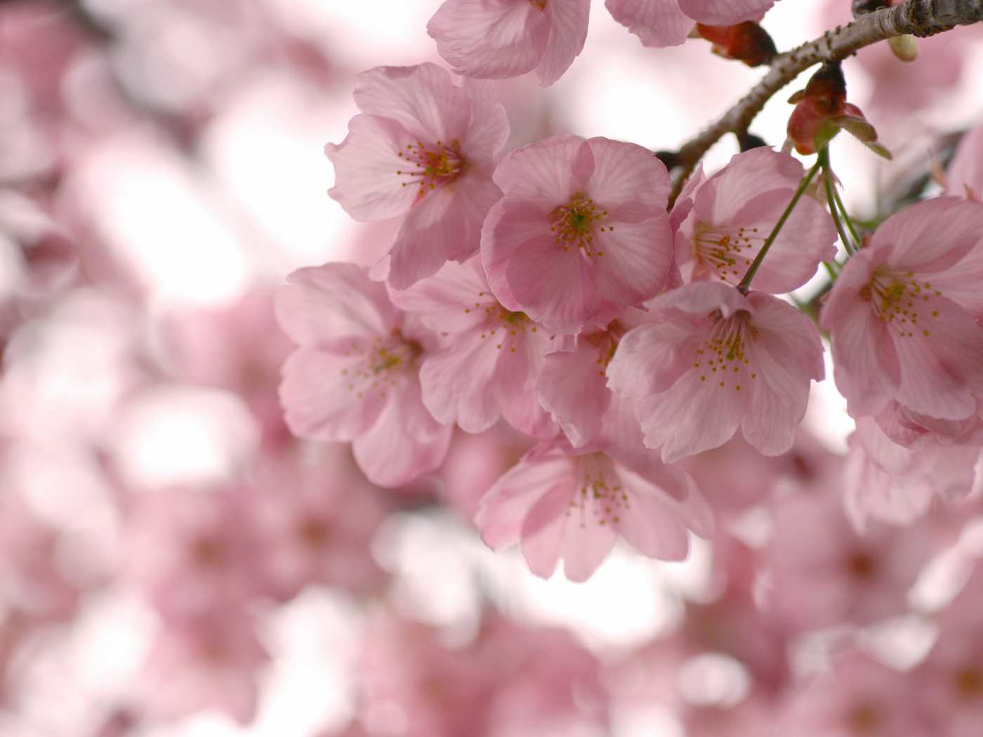 Розовые нежные цветы на ветке весной 