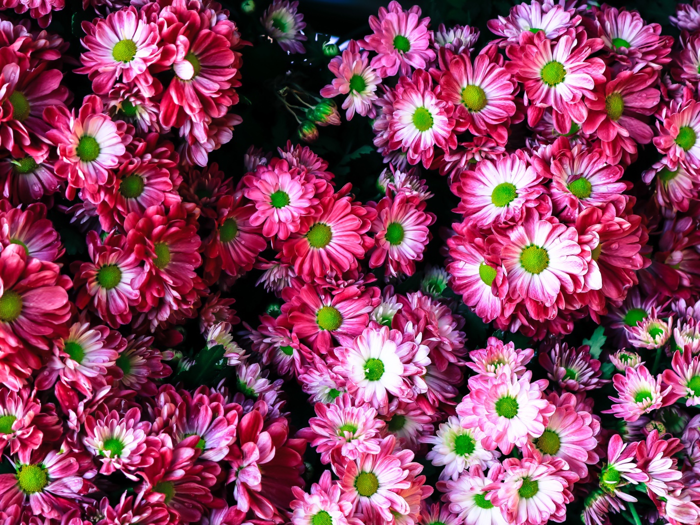 Розовые нежные садовые хризантемы крупным планом