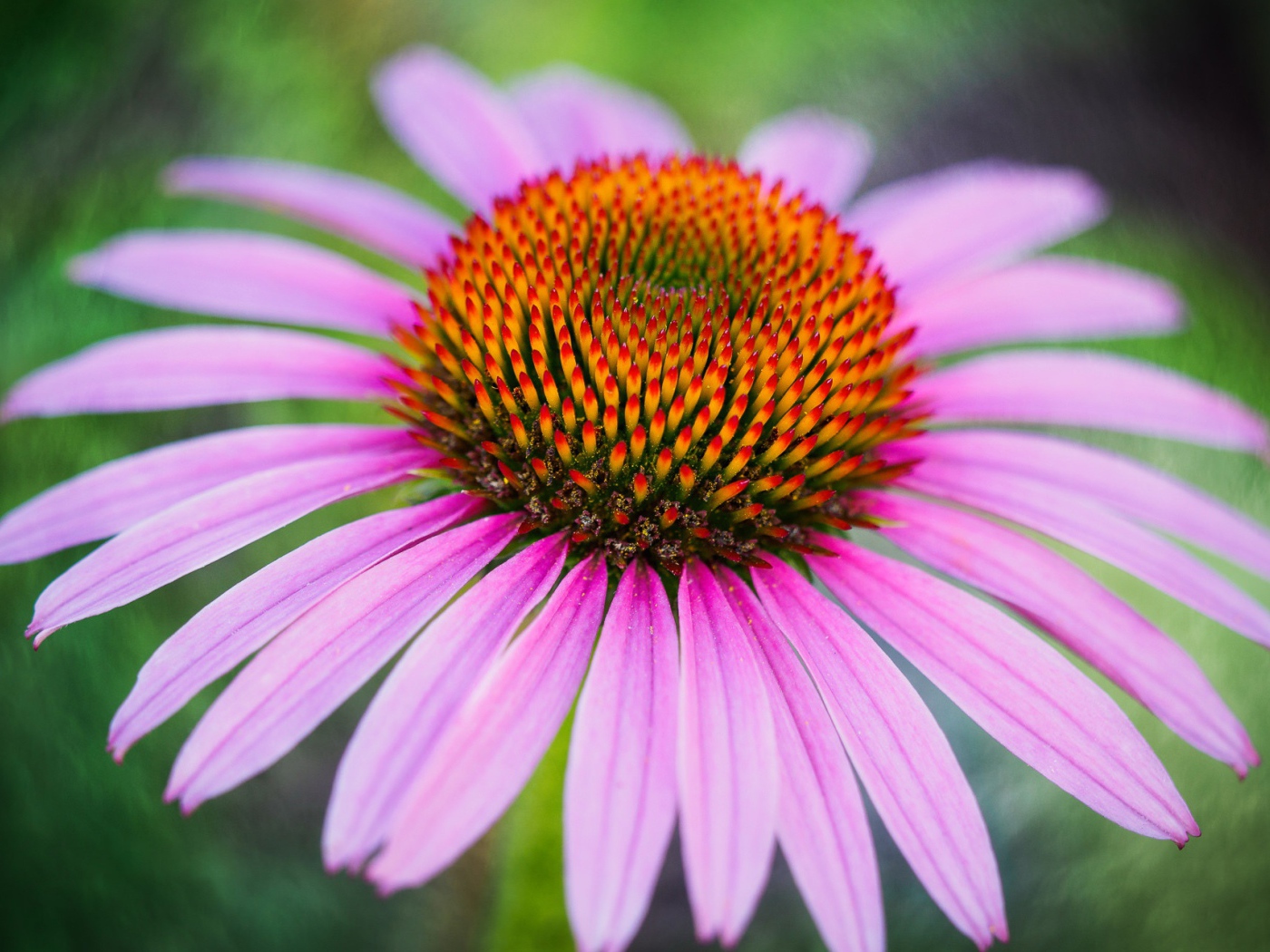 Розовый цветок эхинацеи с оранжевой серединкой
