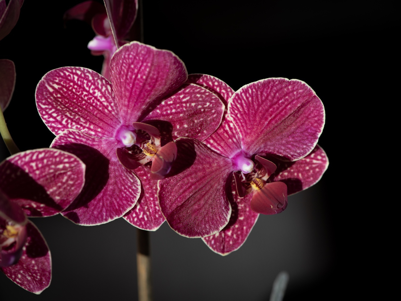 Розовые экзотические орхидеи крупным планом