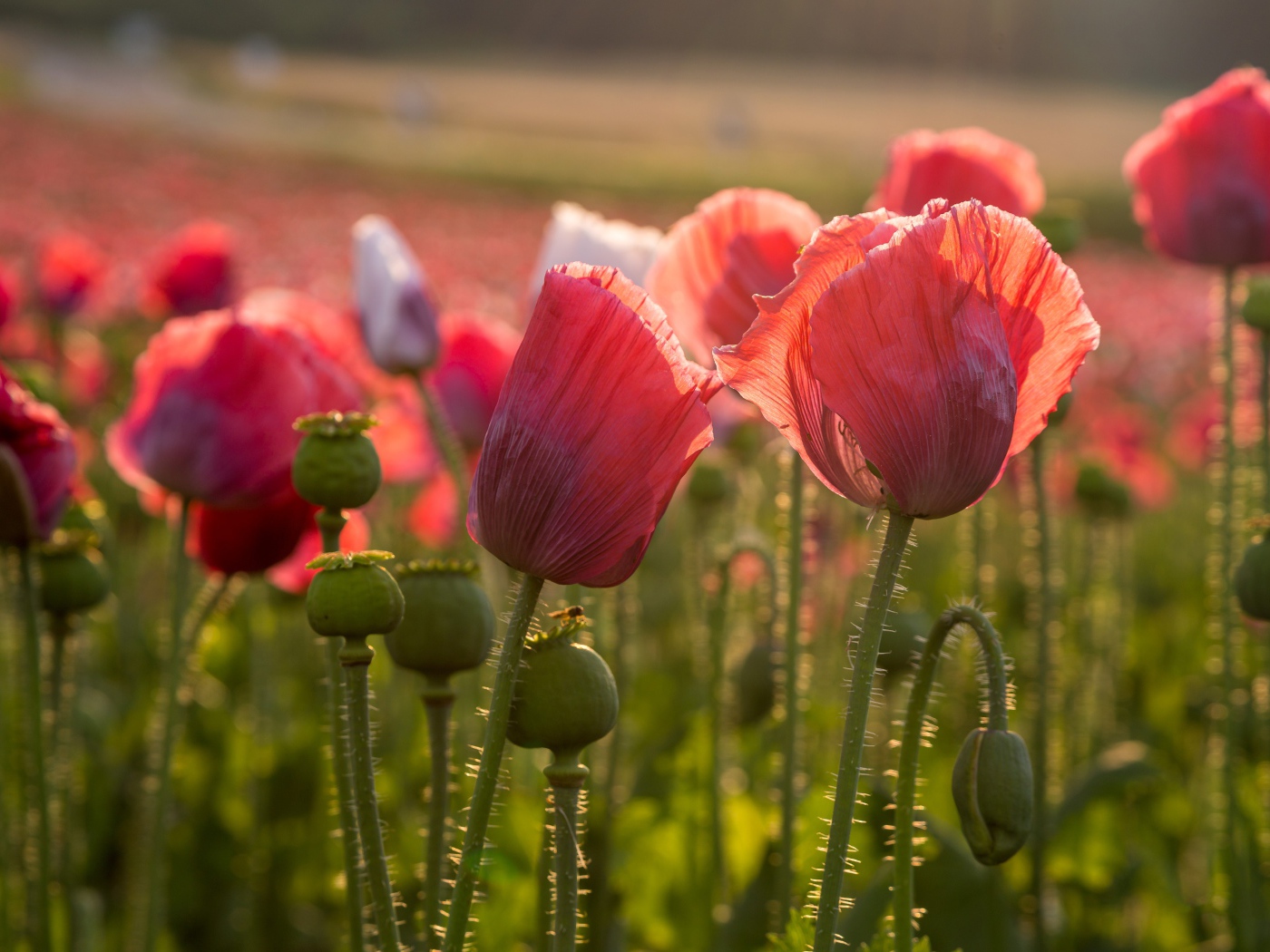 Розовые полевые маки с бутонами в лучах солнца 