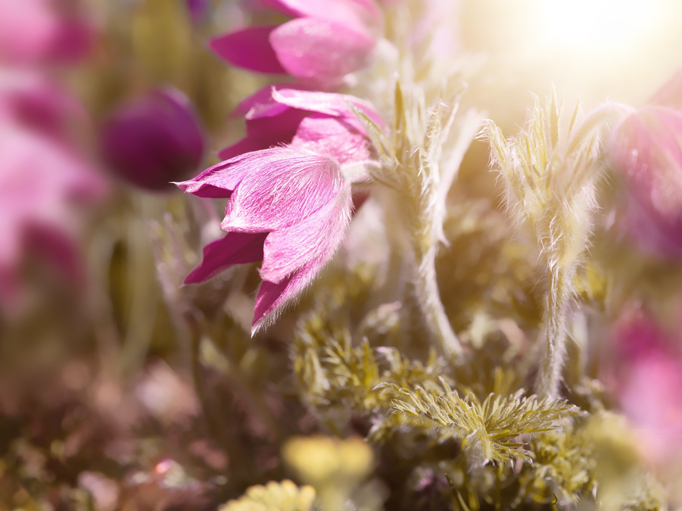 Розовые цветы прострел в поле в лучах солнца