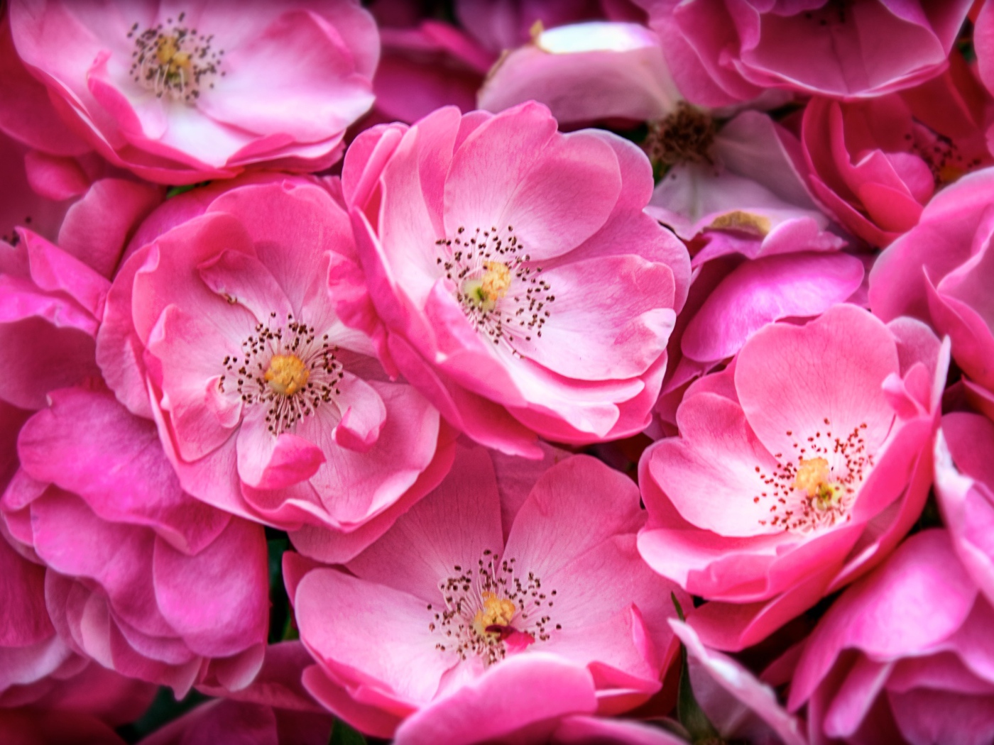 Розовые цветы парковой розы крупным планом