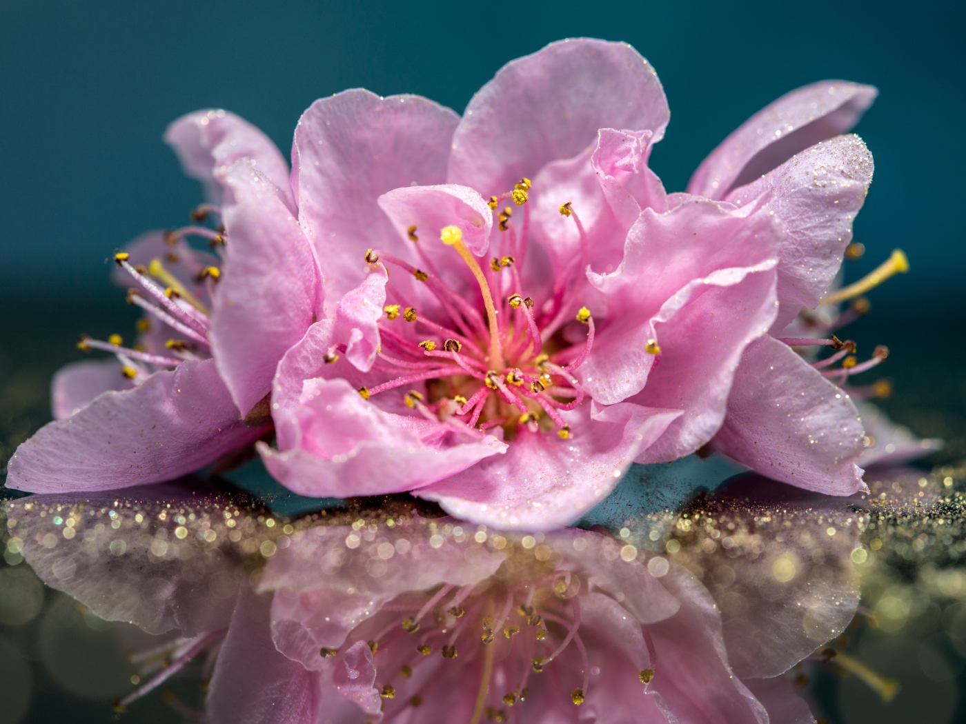 Розовые цветы отражаются в поверхности