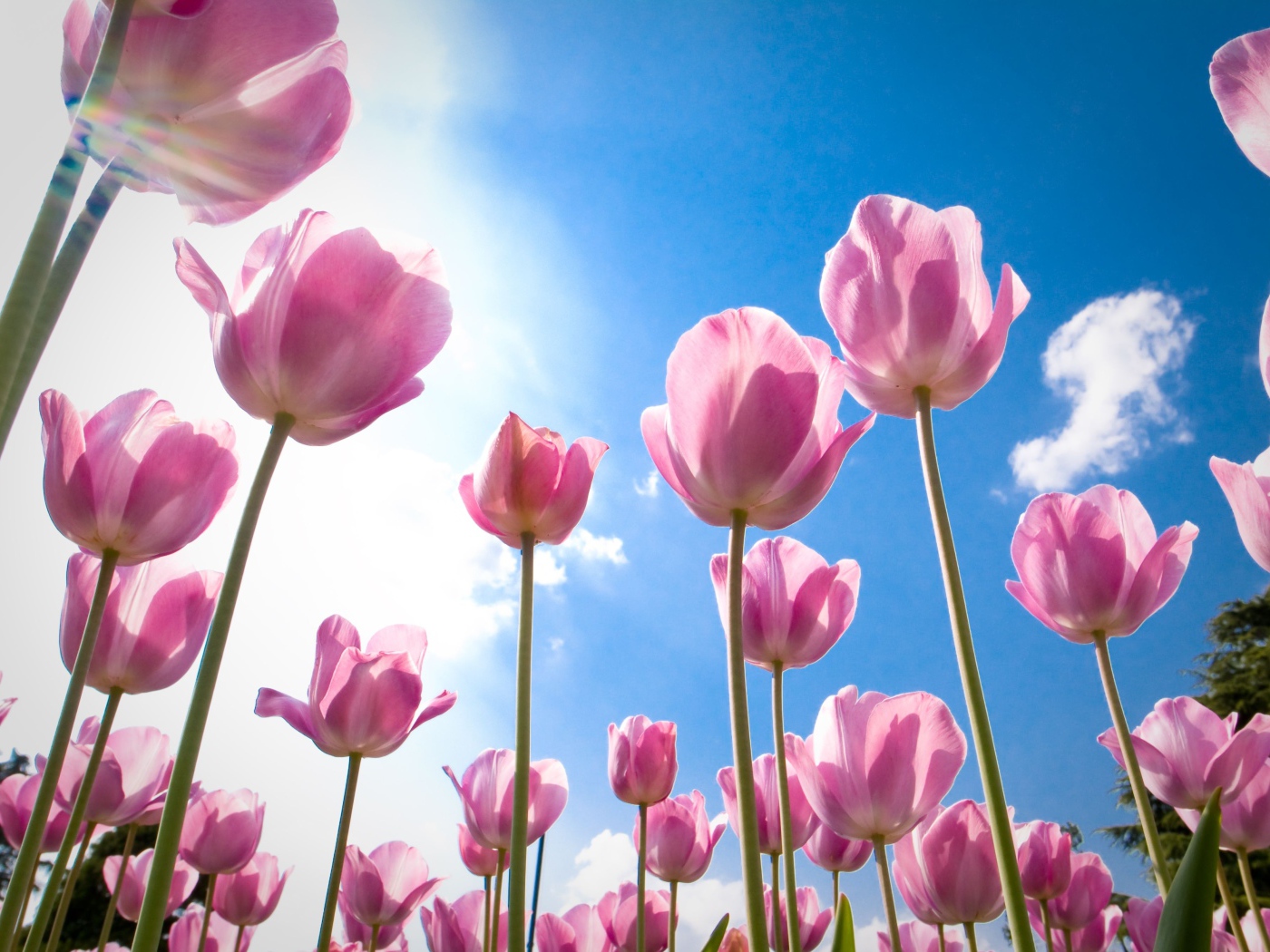 Розовые цветы тюльпаны на фоне голубого неба 
