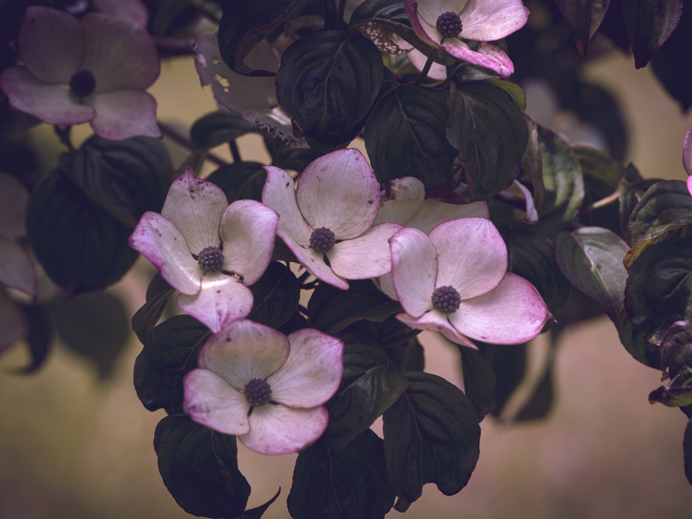 Розовые цветы с зелеными листьями на дереве 