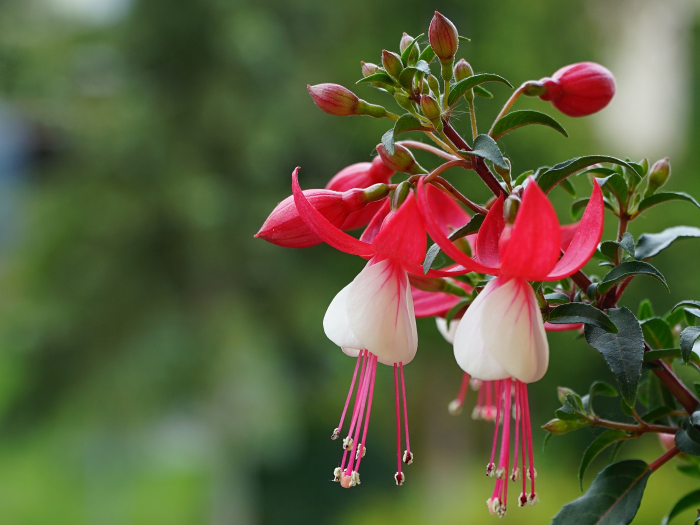 Розовые цветы фуксии с бутонами на ветке 
