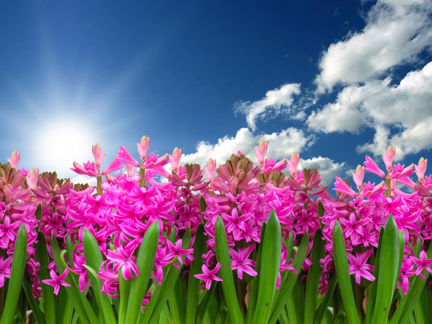 Розовые цветы гиацинта в лучах солнца в голубом небе 