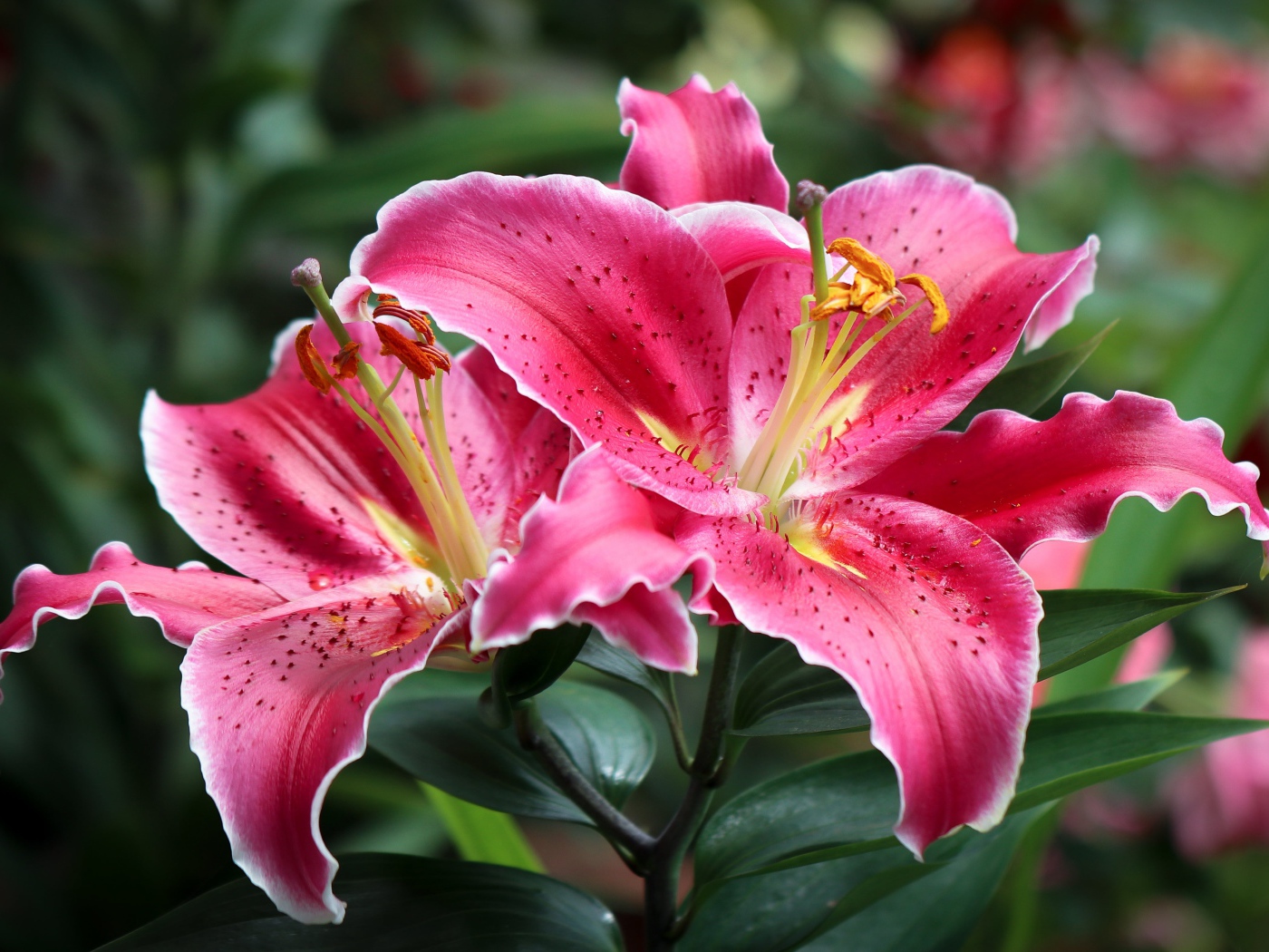 Розовые лилии на клумбе крупным планом 