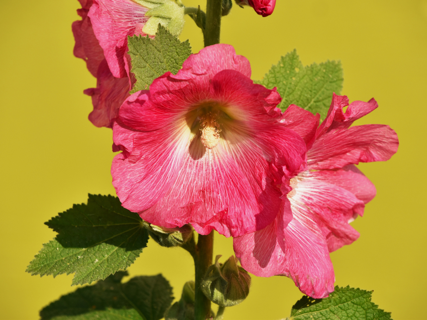 Розовые цветы мальва на желтом фоне