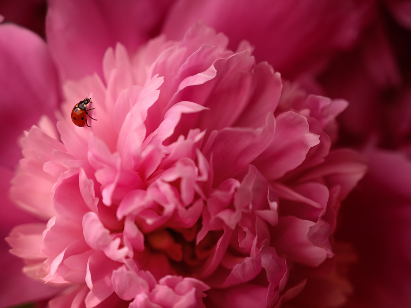 Розовый пион с божьей коровкой крупным планом