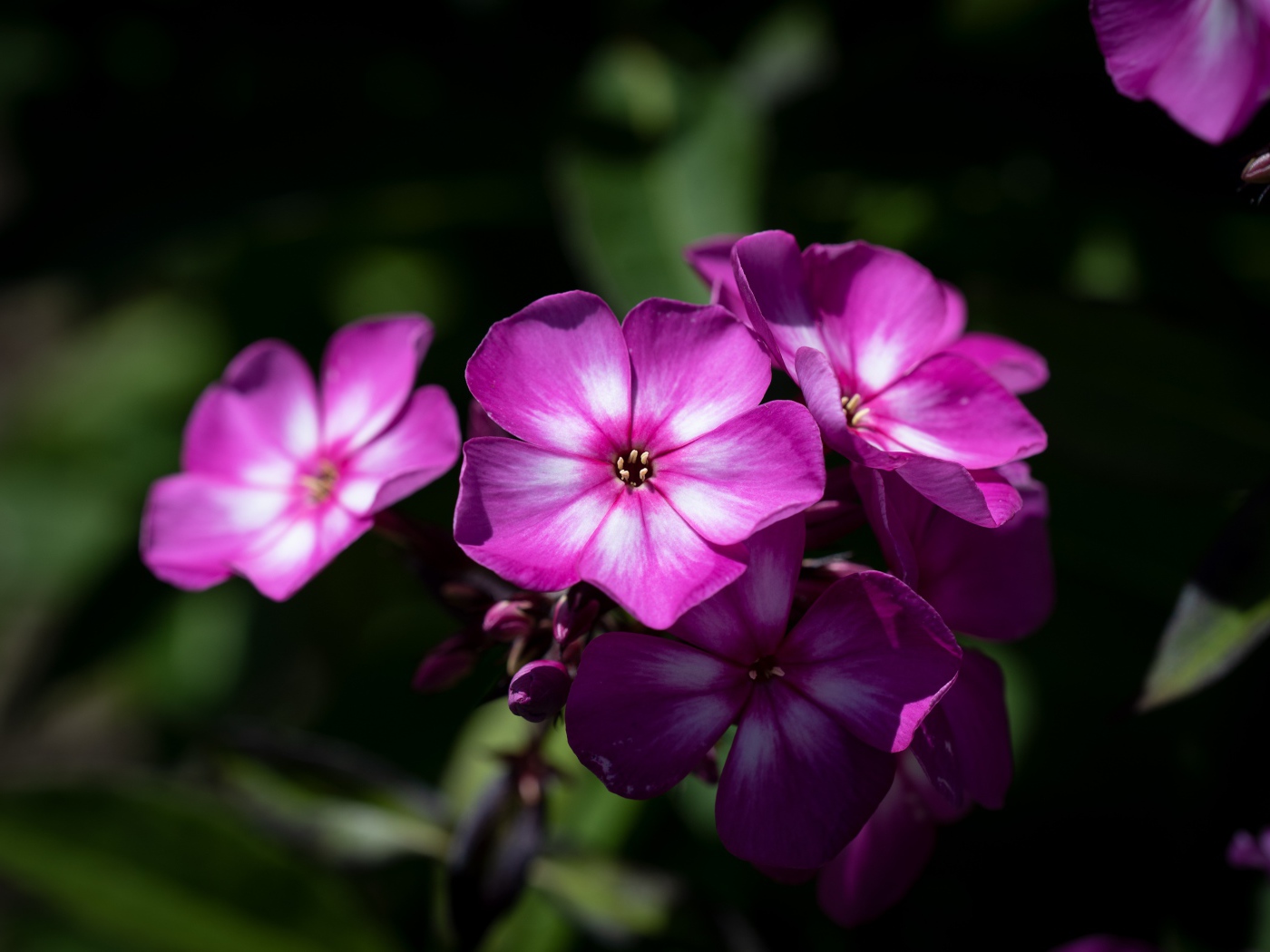 Розовые цветы флоксы крупным планом 