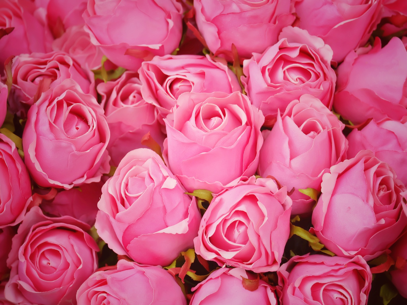 Бутоны розовой розы крупным планом 