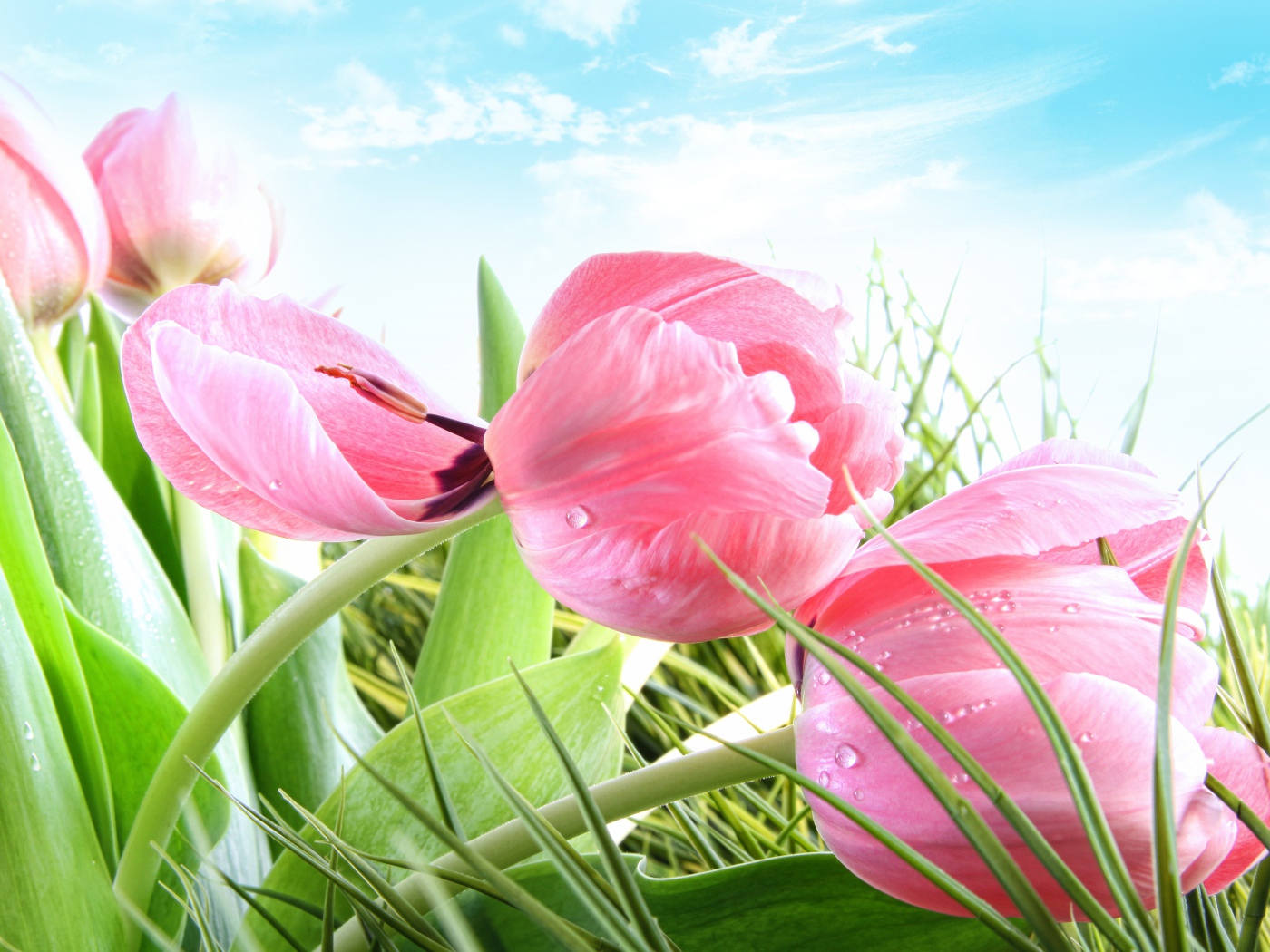 Розовые цветы тюльпана в зеленой траве на фоне голубого неба 
