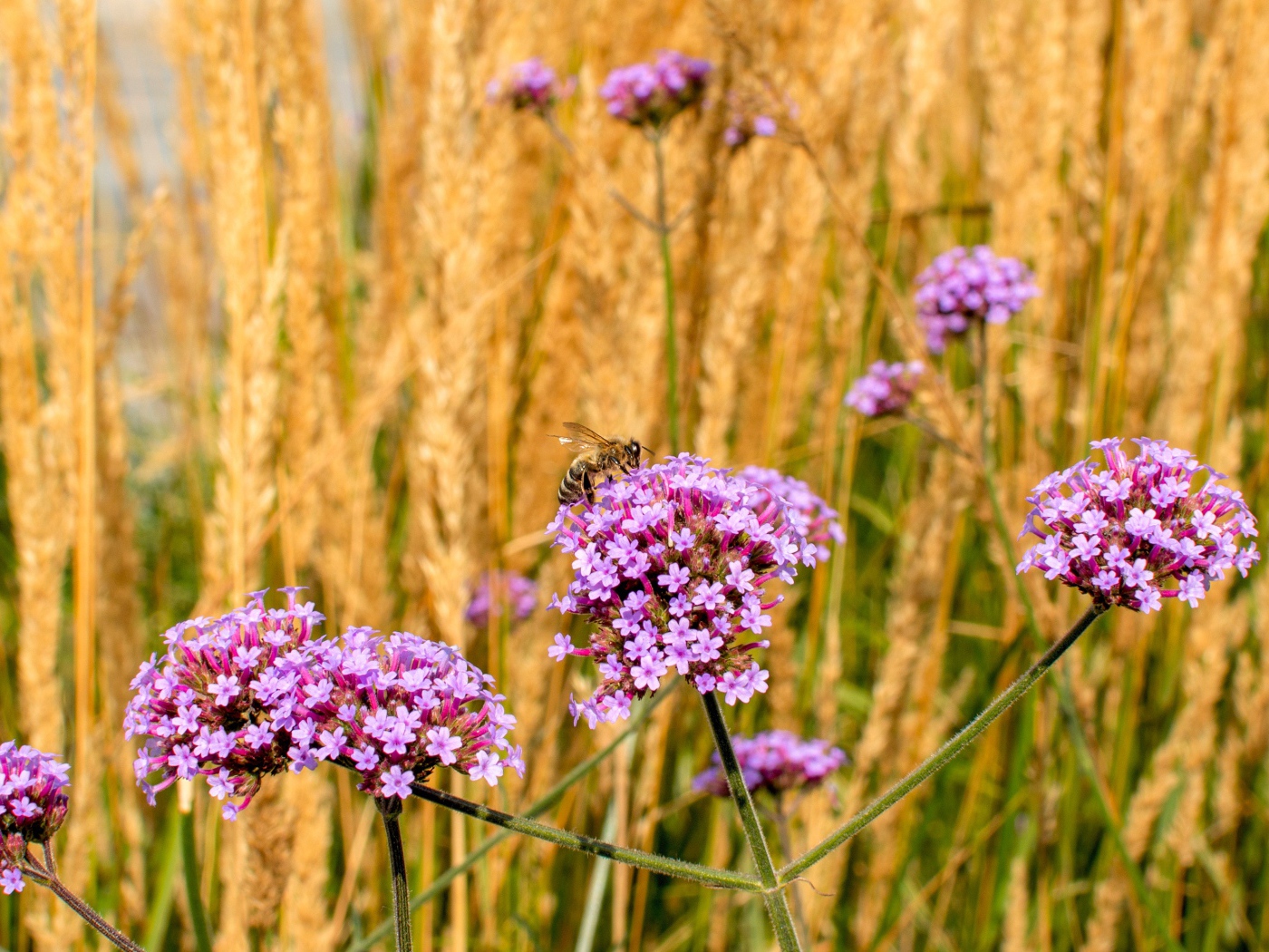 Розовые цветы вербена с колосками в поле