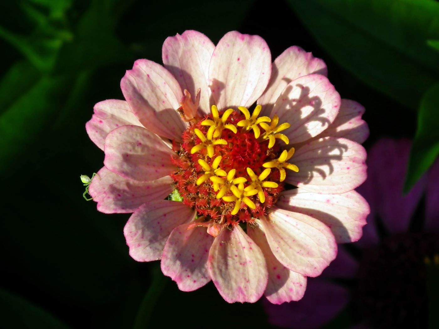 Розовый цветок циннии в лучах солнца