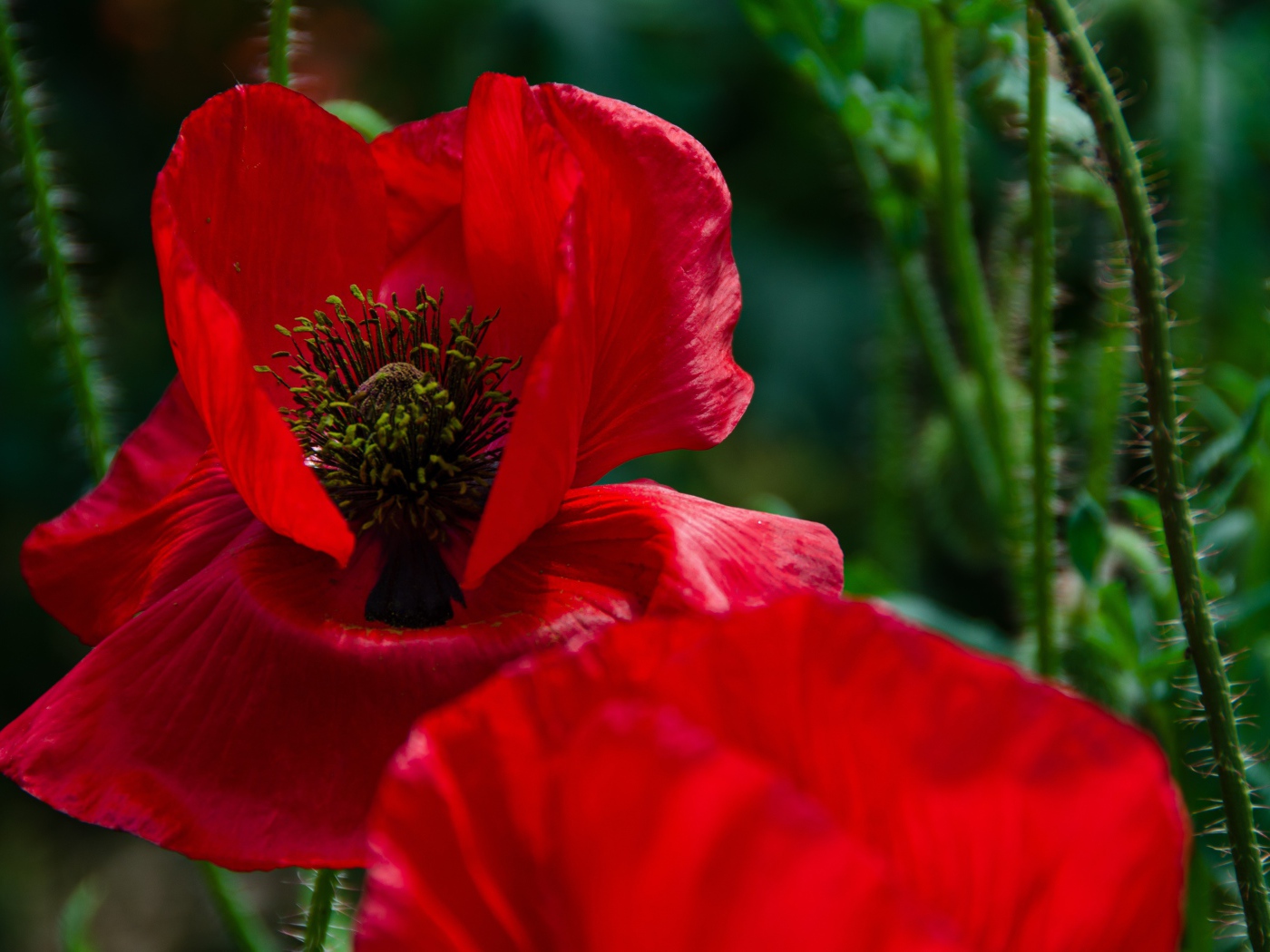 Цветок мака с красными лепестками крупным планом 