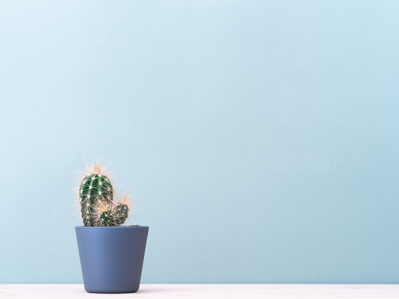 Колючий кактус в горшке на голубом фоне