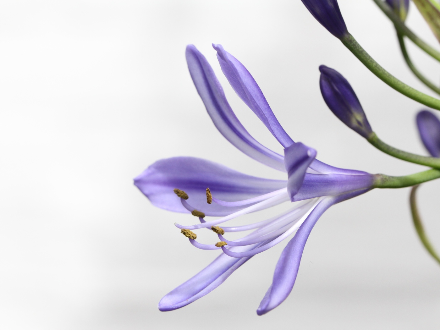 Фиолетовый цветок агапантус на белом фоне