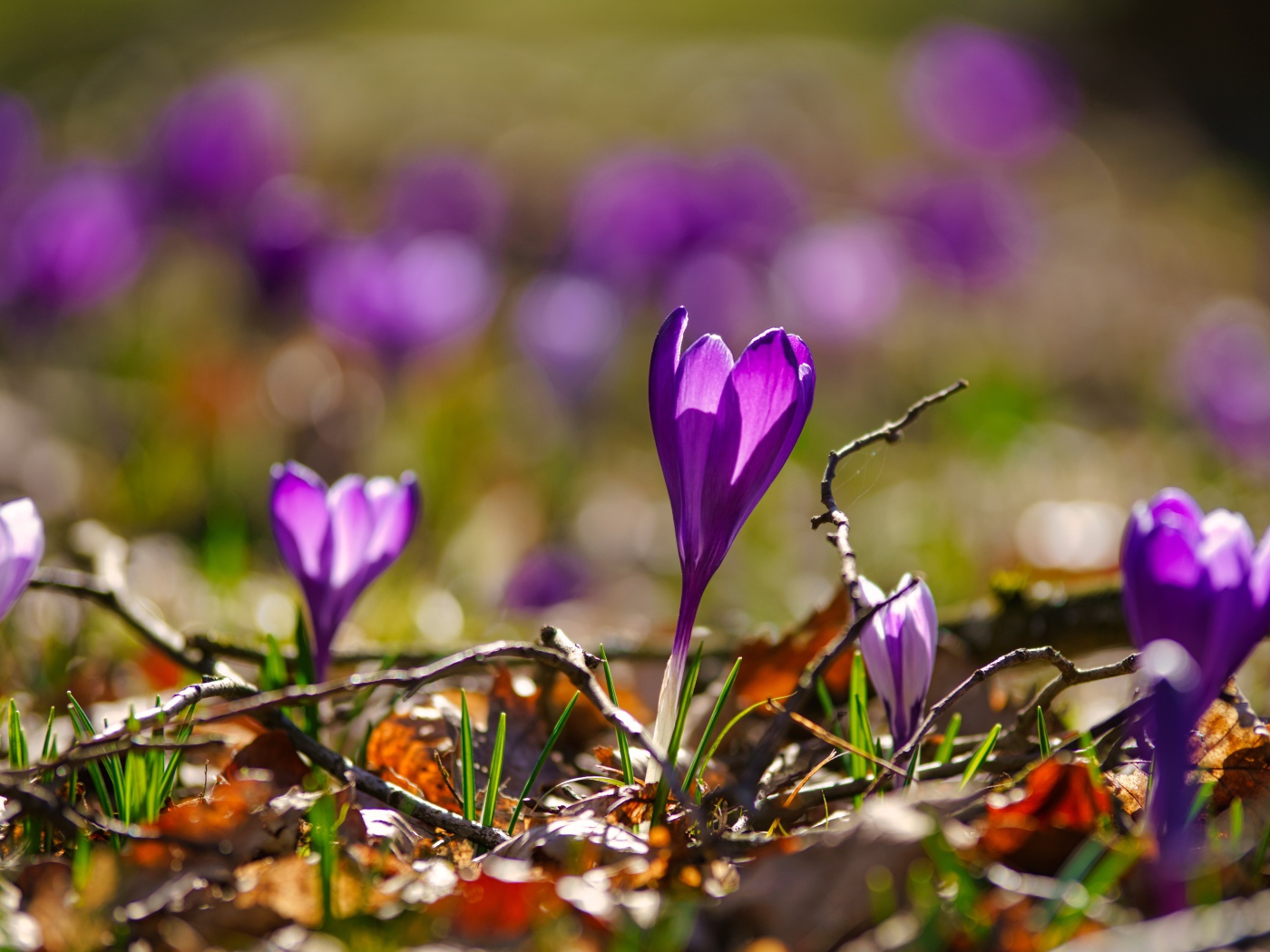 Фиолетовые крокусы в сухих листьях в лучах солнца