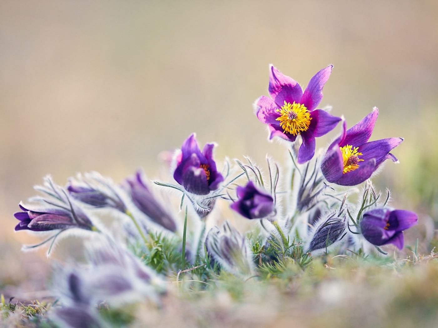 Фиолетовые цветы прострел в поле