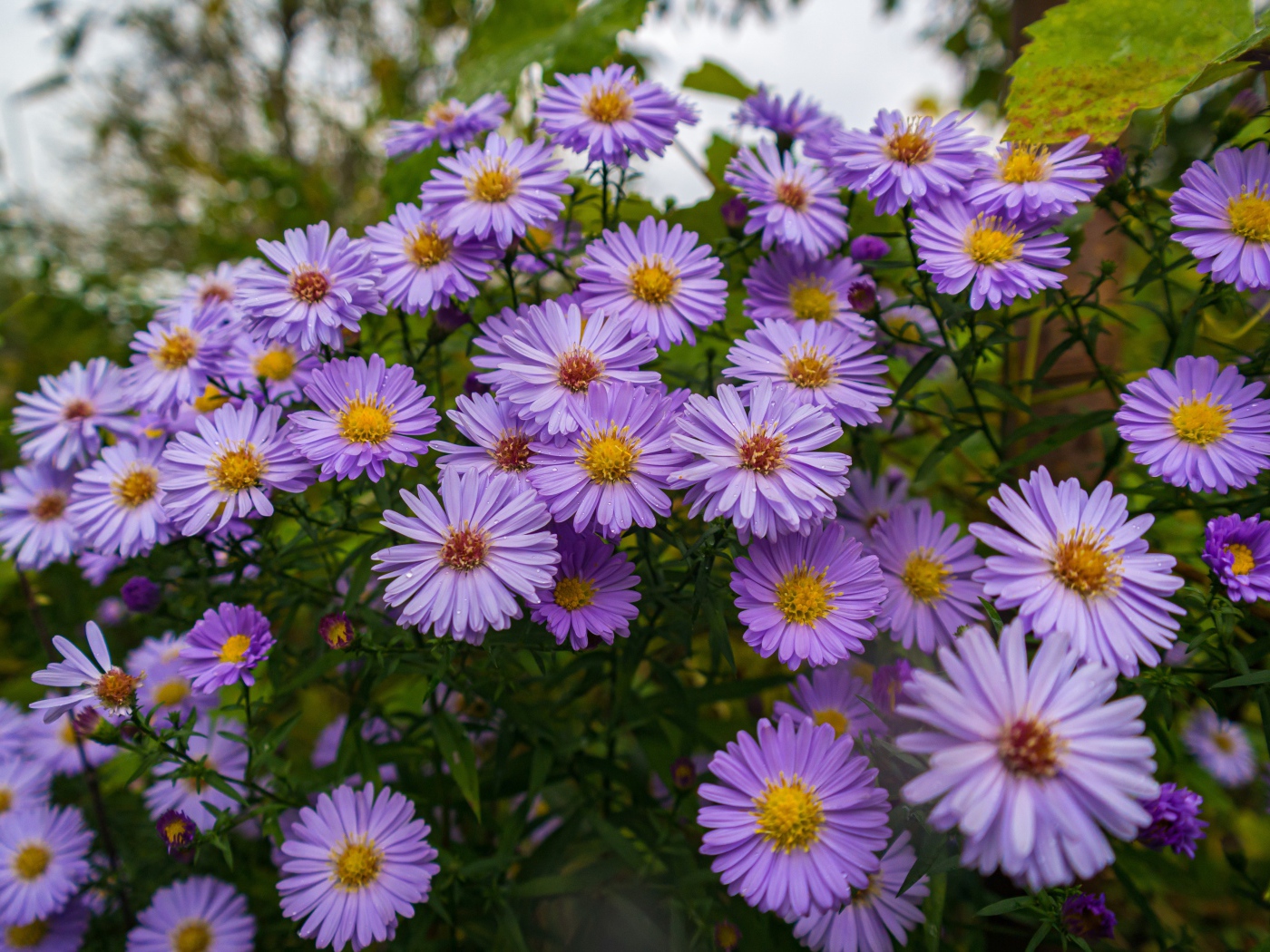 Фиолетовые цветы сентябринка на клумбе осенью 