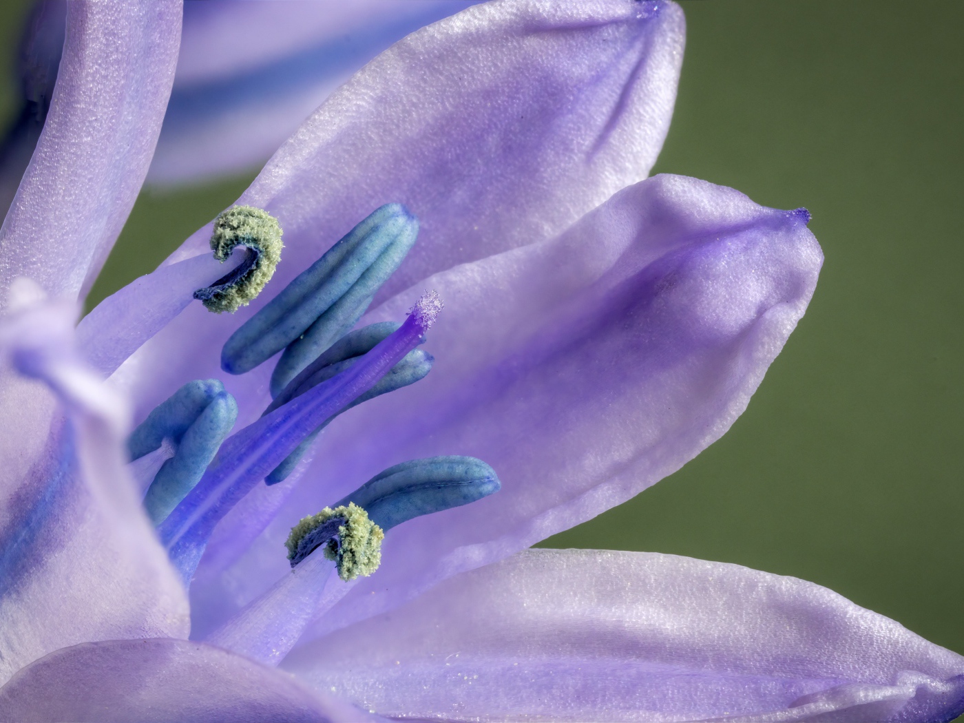 Фиолетовый цветок тюльпана крупным планом 