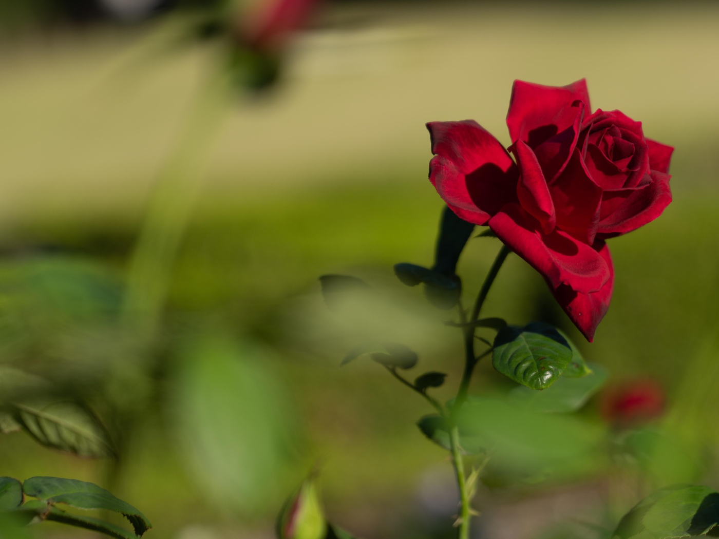 Красный садовый цветок розы в лучах солнца