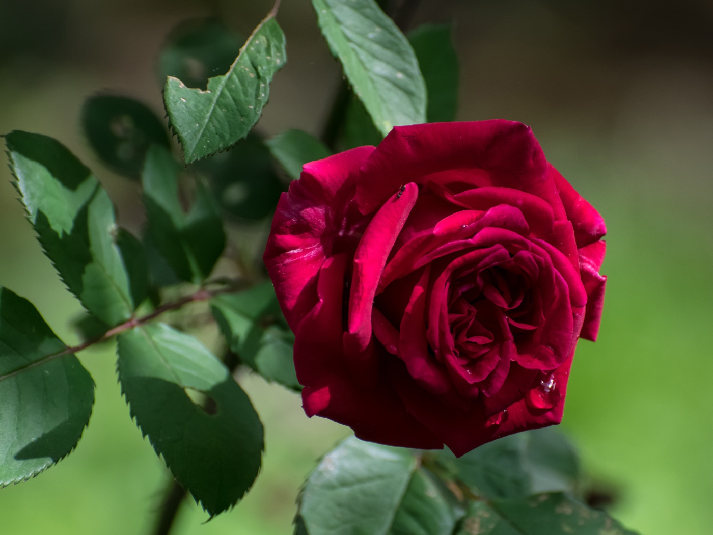 Красная садовая роза с зелеными листьями крупным планом