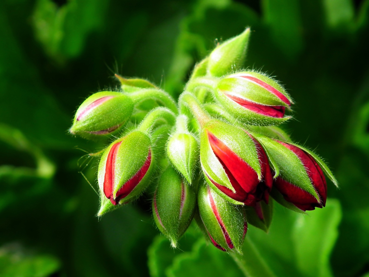 Красные цветы герани распускаются 