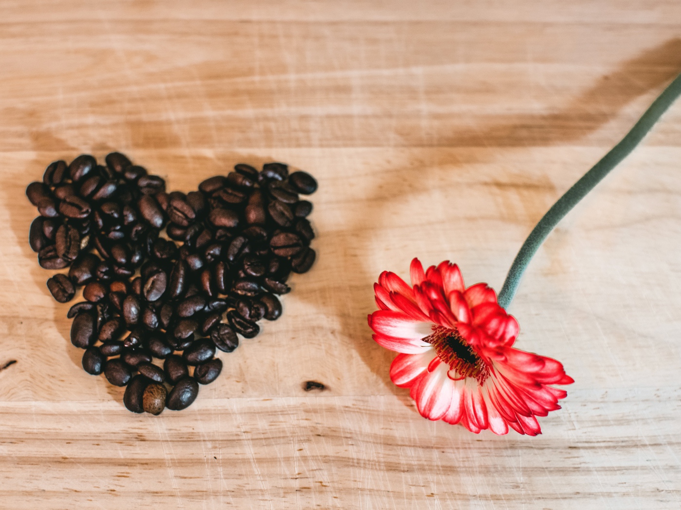 Красная гербера и сердце из кофейных зерен на столе 