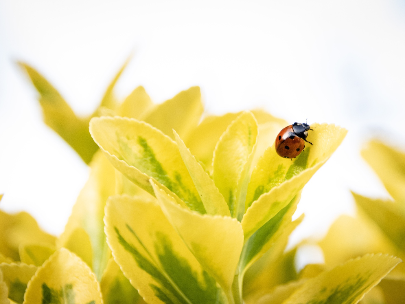 Красная божья коровка на зеленых листьях 