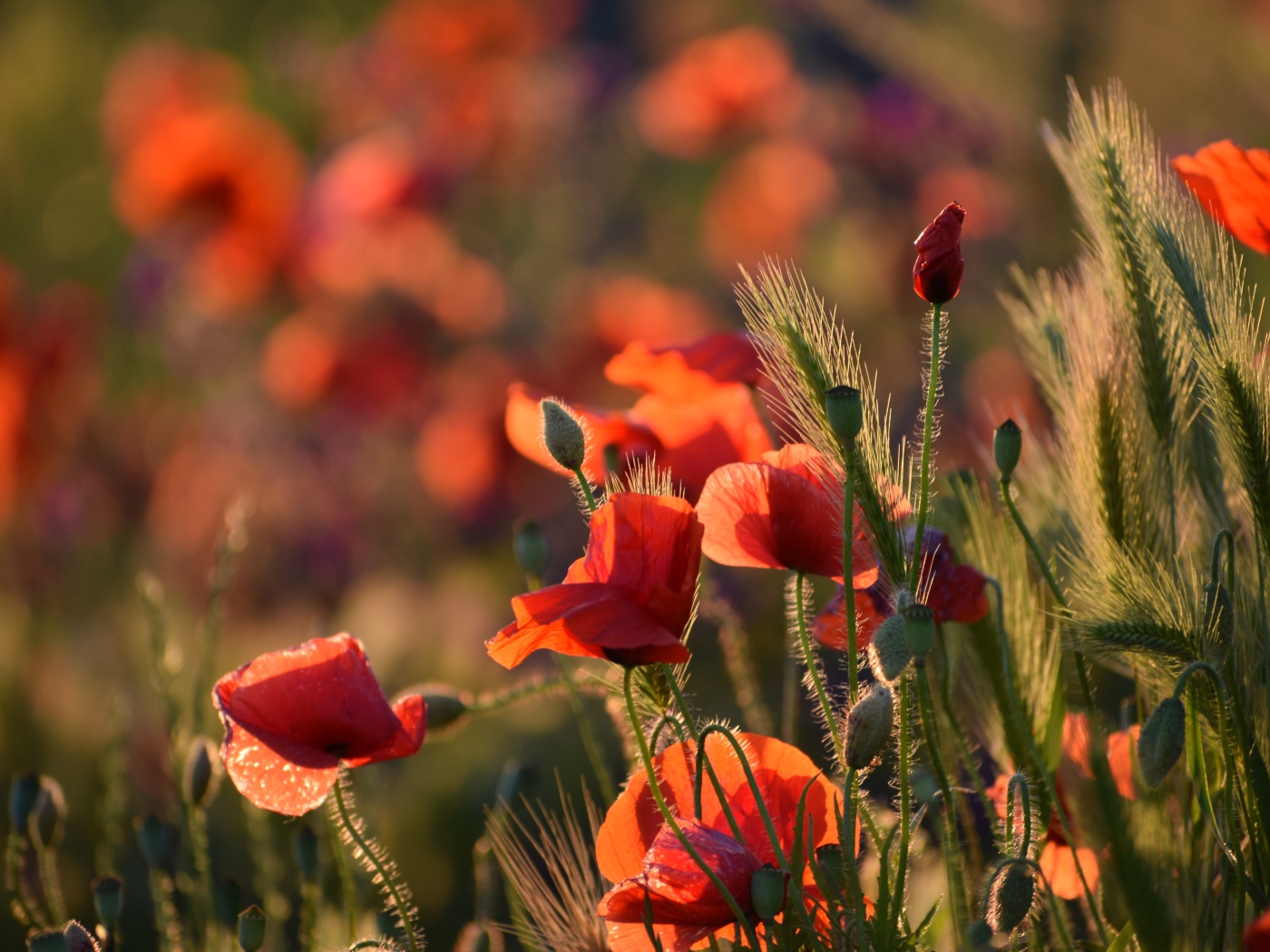 Красные маки с зелеными колосками в лучах солнца