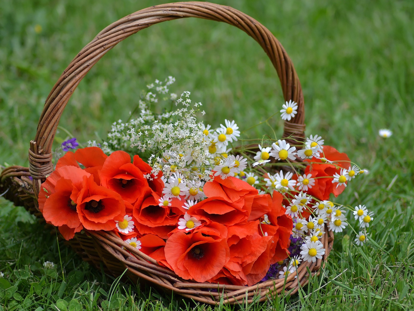 Красные цветы мака в корзине с полевыми ромашками 