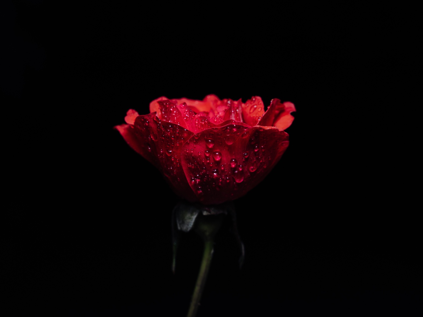 Красная роза в каплях росы на черном фоне